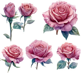 set of pink roses