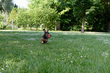 Dachshund dog running with an orange ball in its mouth across a grassy field