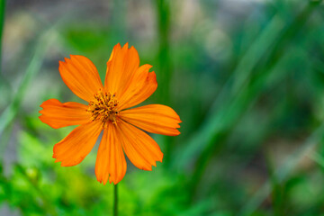Bright Orange Cosmos Flower in Bloom