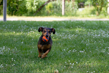 Energetic dachshund dog running across a grassy field with a ball in its mouth