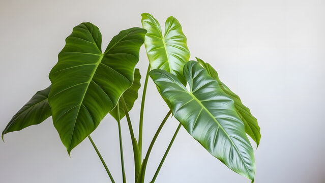 Lush Green Elephant Ear Plant Against A White Wall