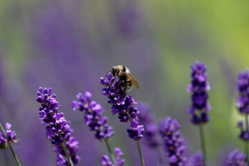 Close-up of a fuzzy bee collecting nectar from a vibrant purple lavender flower in a field
