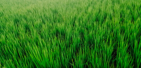Obraz premium The green rice fields afternoon days. Tropical nature landscape photography. 