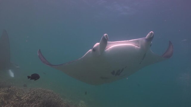 Reef manta ray (Mobula alfredi) passes in an arc above the camera and continues swimming over the coral reef.