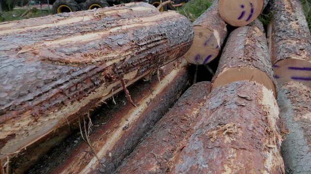 Detailed view of stacked pine logs with rough bark and spray-painted end markings, showing cut texture and natural patterns. No visible copy space