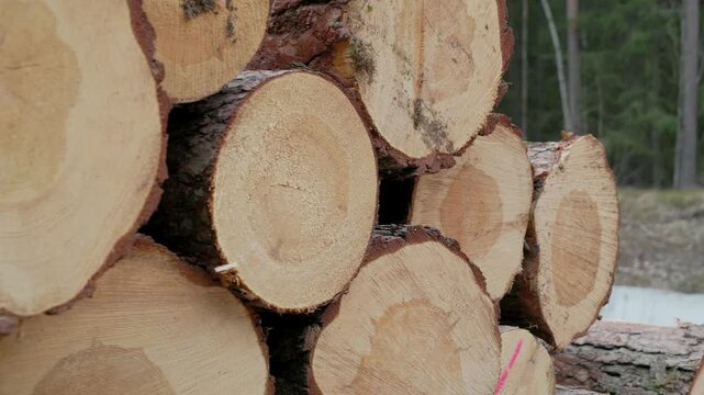Neatly stacked cut pine logs with visible growth rings and red spray paint markings, set in a wooded outdoor area. No visible copy space
