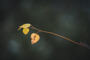 Dry birch leaves closeup. Dark background. 
