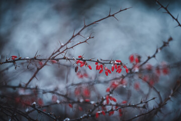 Red barberry berries (Berberis vulgaris, Berberis thunbergii, Latin Berberis Coronita) covered with hoarfrost on a frosty winter day in the park. Red berries close up.