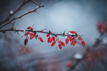 Red barberry berries (Berberis vulgaris, Berberis thunbergii, Latin Berberis Coronita) covered with hoarfrost on a frosty winter day in the park. Red berries close up.