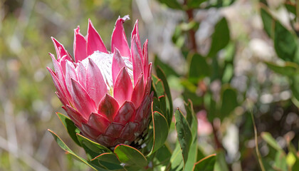vibrant pink protea flower blooms