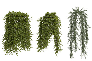 Three varied green cascading foliage plant renders, distinct in texture and shade. Isolated cutouts a transparent background, showcasing natural forms © omkuhh
