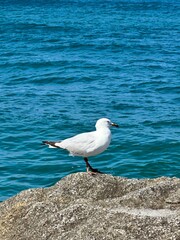 Fototapeta premium seagull on a rock