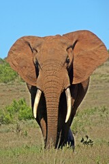 big ADDO Elephant Bull