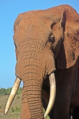 big ADDO Elephant Bull