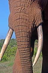 big ADDO Elephant Bull