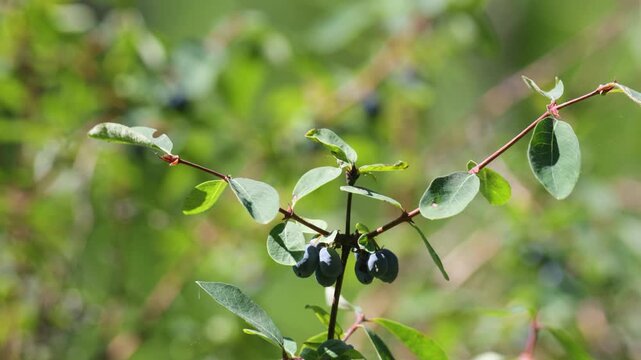 Honeysuckle berries on a bush, close up of useful vitamin honeysuckle berries