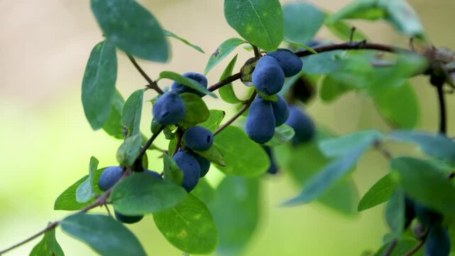 Honeysuckle berries on a bush, close up of useful vitamin honeysuckle berries