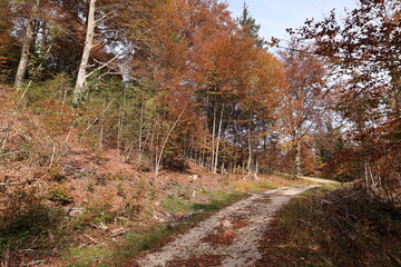 Herbst in der Gemeinde Wallg&auml;u im Karwendelgebirge in den Bayerischen Alpen	