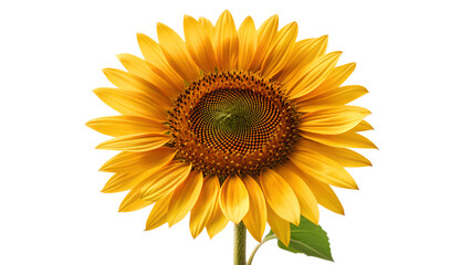 Fototapeta premium A beautiful single yellow sunflower with bright petals and a green leaf is isolated on a white background, capturing the natural beauty of a blooming summer plant head in a closeup view
