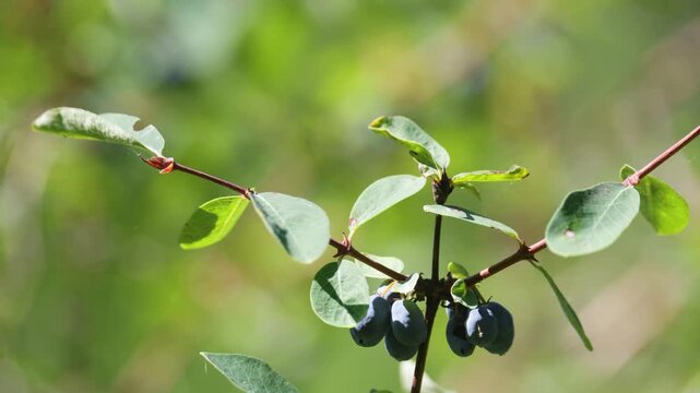 Honeysuckle berries on a bush, close up of useful vitamin honeysuckle berries