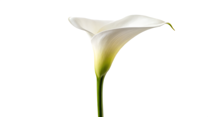 A single beautiful white calla lily flower with a green stem and elegant petal blooms in macro isolation on a white background, showcasing the natural floral beauty of this arum spring blossom