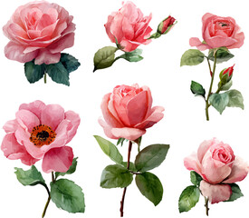 seamless pattern with roses