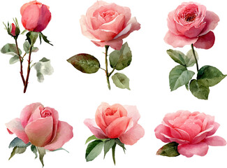 pink roses isolated on white