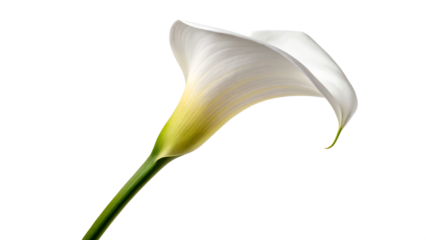 A beautiful white calla lily flower with a delicate green stem blooms against an isolated white background, capturing the elegant nature of this floral wedding blossom in peaceful spring beauty