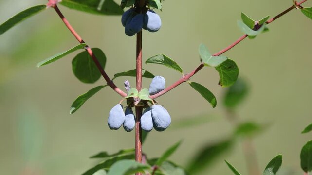 Honeysuckle berries on a bush, close up of useful vitamin honeysuckle berries