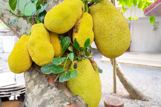 Green ripe jackfruit or nangka growing on a tree, tropical fruit in India, food plantation and harvesting, garden in Kochi