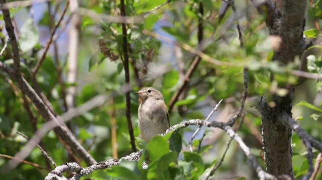 Common chiffchaff sitting on a tree  in spring close up