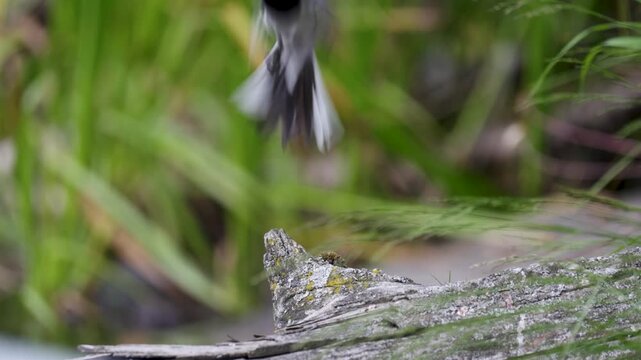 Common chiffchaff sitting on a tree  in spring close up