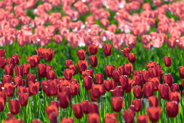 red and pink tulips in the garden