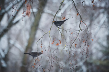 A male and female thrush are sitting on a branch of a snowy tree. A snowy day in the park. Two thrushes on a tree.
