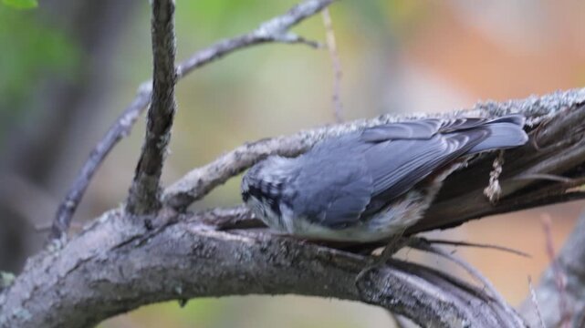 A nuthatch sits on a tree trunk close up