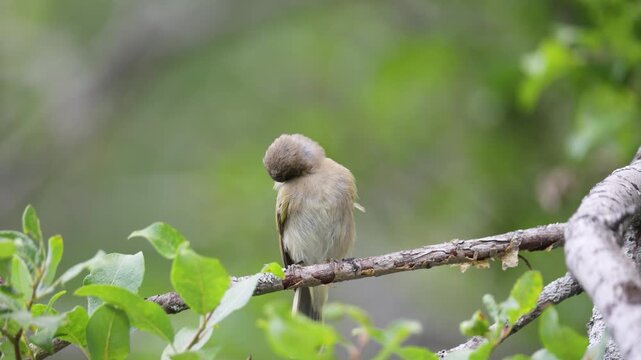 Common chiffchaff sitting on a tree  in spring close up