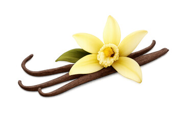 Vanilla orchid flower and dried vanilla bean pods illustrating flavoring ingredient and aroma on transparent ground