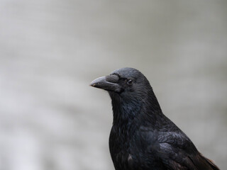 Fototapeta premium A Crow in High Quality with grey Background as empty Space. High quality photo