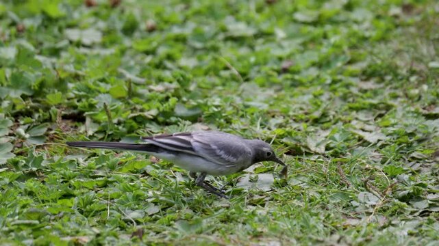 A white wagtail searches for food in the grass