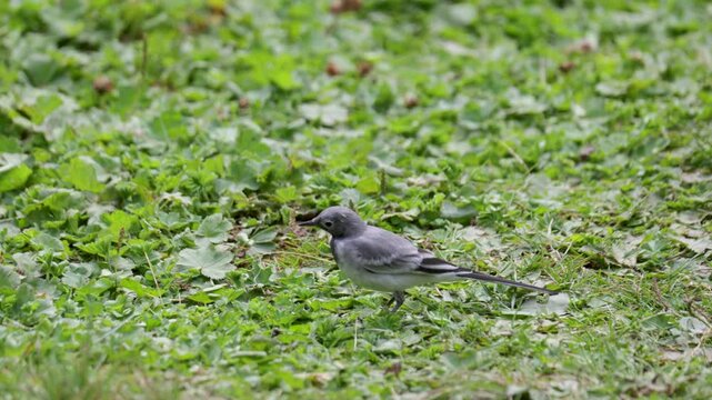 A white wagtail searches for food in the grass
