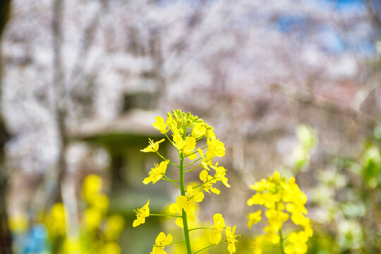京都　平野神社　さくら苑（桜苑）　美しい桜と菜の花（日本京都府京都市）Beautiful cherry blossoms and rape blossoms at Sakuraen (Sakura Garden) in Hirano Shrine, Kyoto (Kyoto City, Kyoto Prefecture, Japan)
