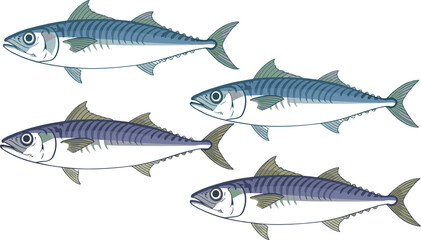 A Scientific Vector Illustration Set Featuring Multiple Mackerel Fish with Realistic Color Patterns, Detailed Fins, and Professional Anatomical Shading for Culinary and Marine Design.
