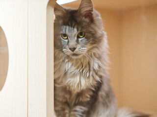 Cute tabby silver grey young maine coon cat sitting on wooden bed at home looking at camera. 4 month old kitten relaxing, pet waiting to be sold.
