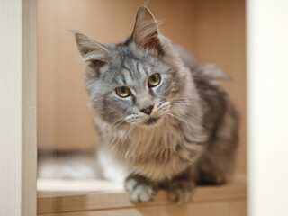 Cute tabby silver grey young maine coon cat sitting on wooden bed at home looking at camera. 4 month old kitten relaxing, pet waiting to be sold.