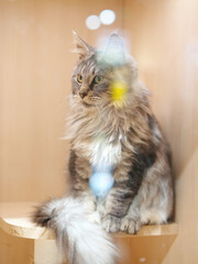Cute tabby silver grey young maine coon cat sitting on wooden bed at home looking at camera. 4 month old kitten relaxing, pet waiting to be sold.