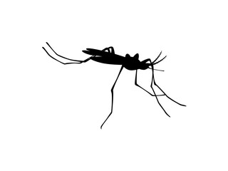 Black Mosquito Silhouette Flying, Annoying Insect Pest on Isolated White Background