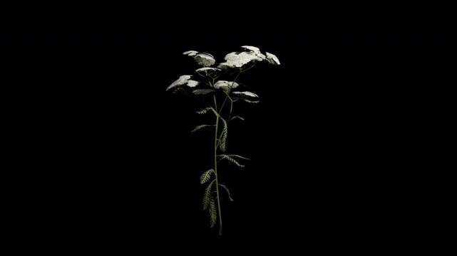Achillea Millefolium flower tree swaying in summer and spring wind, realistic animation with transparent background and alpha channel in 4k
