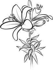 Hand drawn lily flower bouquet vector illustration