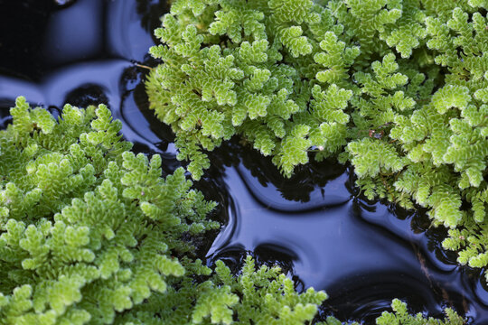 Serene green mosquito fern floating gently on calm dark water surface creating natural pattern with peaceful feeling in quiet outdoor pond during day