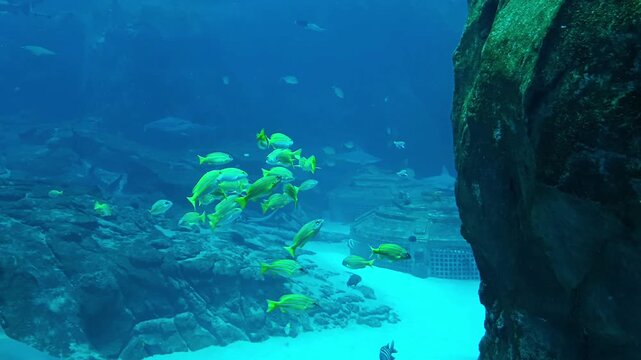 Various types of fish and sea animals, like sharks and ray fish, swimming in an underwater aquarium. Peaceful marine life